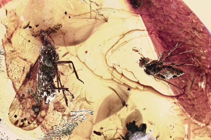 Detailed Fossil Planthopper and Long-Legged Fly In Baltic Amber #325475